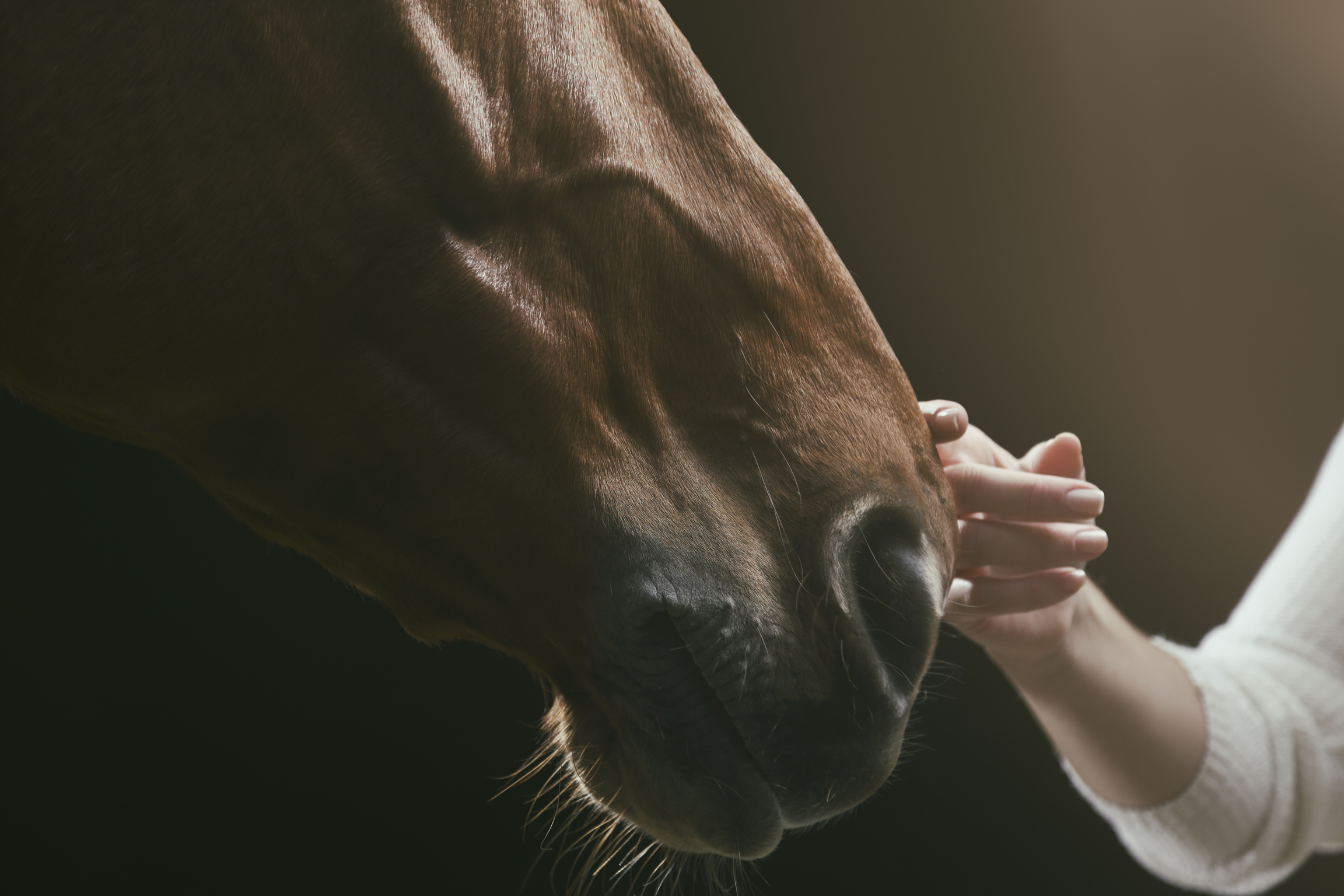 Her horse - hand stroking horse